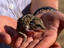 Fat-tailed dunnart, Northern Territory