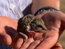 Person holding a fat-tailed dunnart.