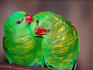 Pair of scaly-breasted lorikeets preening, Brisbane Forest Park.