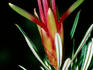 Mountain devil or honey flower, the floral emblem of the Blue Mountains.