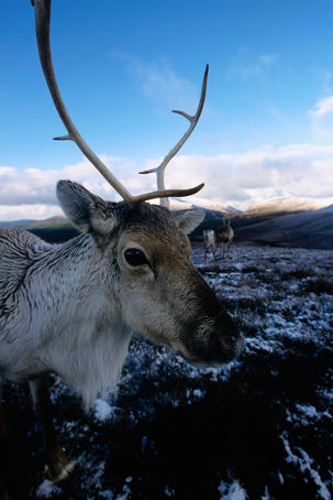 Reindeer in winter, Cairngorm.
