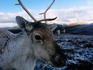 Reindeer in winter, Cairngorm.
