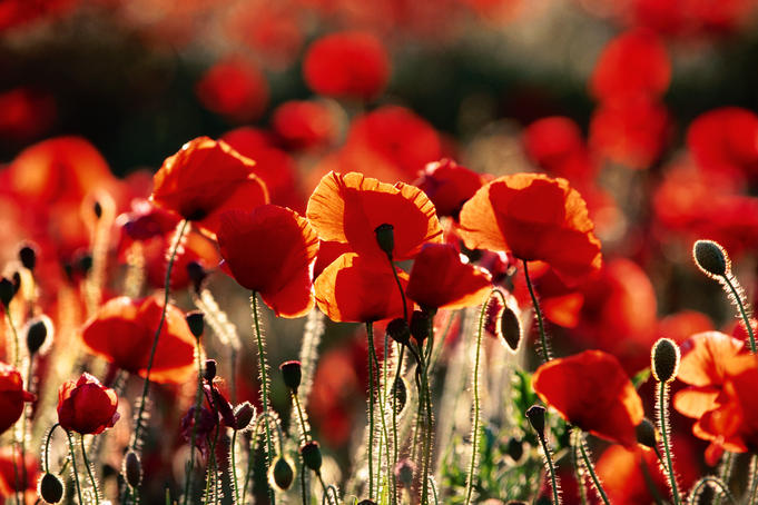 Poppies, Lullingstone.