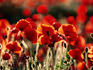 Poppies, Lullingstone.