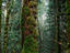 Goldstream Provincial, Vancouver Island