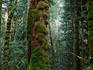 Rainforest, Goldstream Provincial.