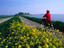 Polder dike, The Netherlands