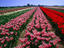 Tulips, Leiden