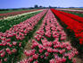 Field of tulips.