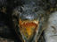 angry crocodile, Snake Park, Nairobi