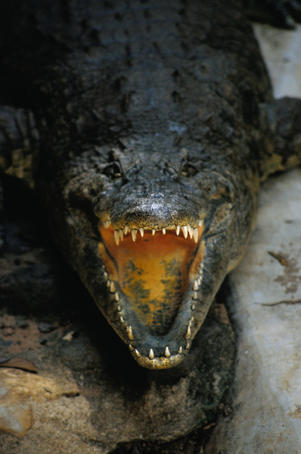 Angry Croc