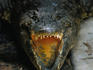An angry crocodile ( Crocodylus niloticus ) as part of the native reptile display at the Snake Park in Nairobi