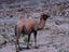 Image_19025-8