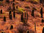 Barrel cactus, Baja California