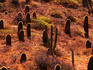 Barrel cactus in late afternoon sunlight.