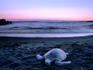 Green Sea Turtle (Chelonia Mydas) on black sand beach at dusk, Punaluu State Park.