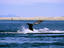 Sea of Cortez, Mexico