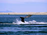 Gray whale showing tail flukes, Sea of Cortez