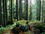 Forest above Konigssee, Schneibstein-Hagengebirge walk.