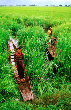 Men on canoes in green floating fields.