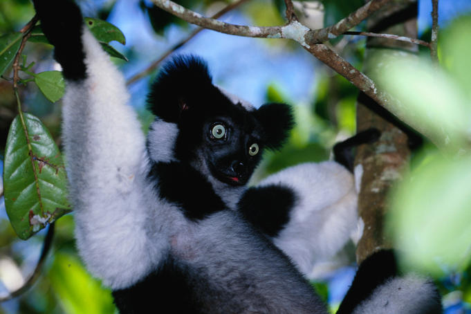 Madagascar's wondrous wildlife (and where to see it)