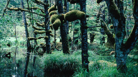 Haida Gwaii Image Gallery
