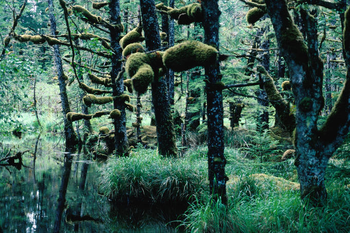 Temperate rainforest, Naikoon Provincial Park, Haida Gwaii.