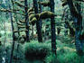 Temperate rainforest, Naikoon Provincial Park, Haida Gwaii.