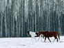 Horses and birch trees, Endako.