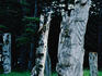 Haida Indian mortuary poles, Anthony Island.