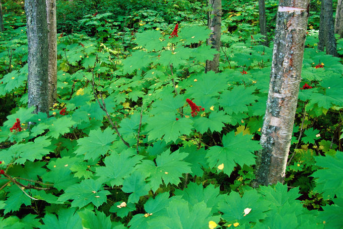 Plants along Thunderbird Falls Trail, Chugach State Park.
