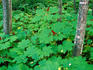 Plants along Thunderbird Falls Trail, Chugach State Park.