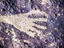 Detail at Petroglyph Nati Monument.