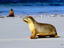 Beach, Kangaroo Island