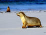 Seal pup walking on beach with male bull watching.