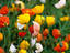 Image_19247-25