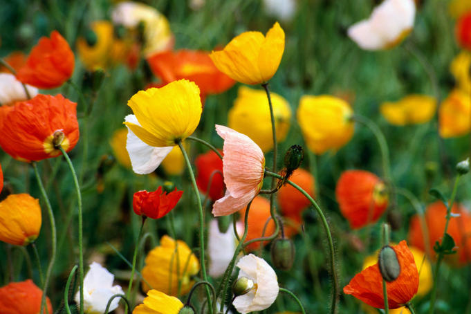 Poppies at Cheney Lake.