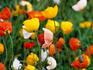 Poppies at Cheney Lake.