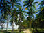 Path among palm trees, Malaysia