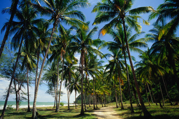 Path among palm trees near ocean.