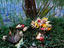 Image_19271-1