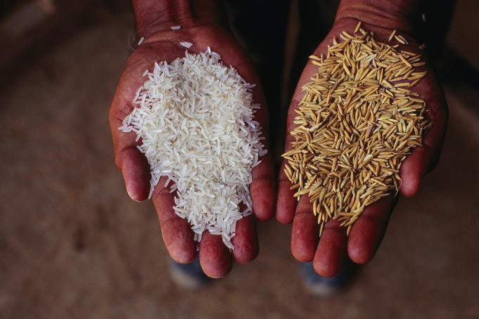 Husked and unhusked (left) rice in the hands of a scientist at a research centre.