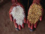 Husked and unhusked (left) rice in the hands of a scientist at a research centre.