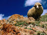 Merino sheep on hill.