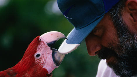 Pet Scarlet Macaw, San José