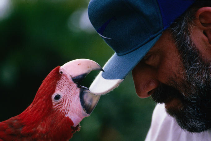 Pet Scarlet Macaw biting man's cap, near San Jose.
