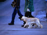 People walking dog in The Village.