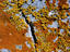 Image_19406-4