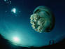Sea jellies, box jellies and Portuguese man-o-wars are prolific in the reef waters and all have dangerous tentacles that are loaded with stinging cells ( nematocysts ) where upon contact the stinging cells will 