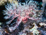 The aptly named feather duster worm ( Protula sp. ) - Great Barrier Reef, Queensland